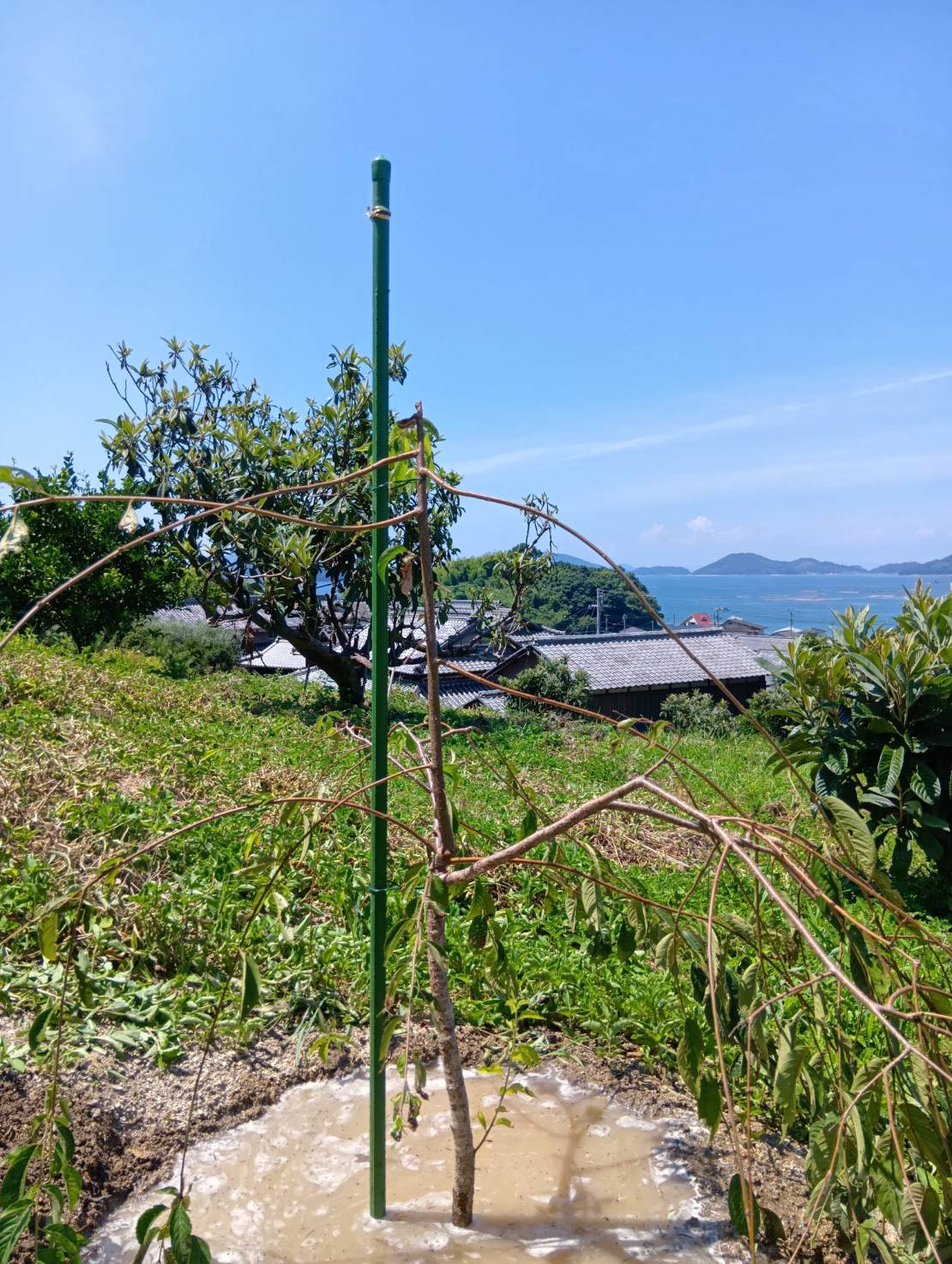 植え付け
