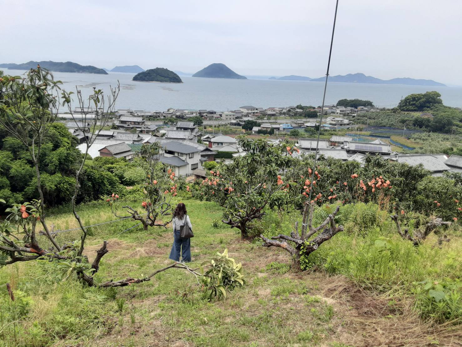 びわ遠景
